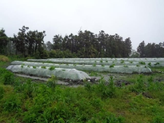 B000530202501300080062.jpg