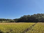 충청남도 당진시 정미면 산성리 산 11-4